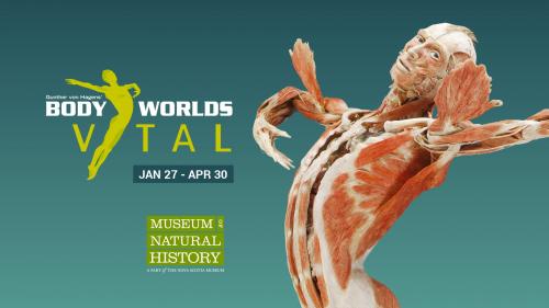 Graphic with the text ​January 27, 2023 Body Worlds Vital 