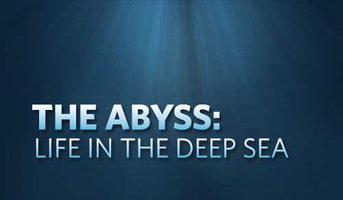 The Abyss: Life in the Deep Sea