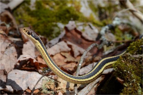 Northern ribbon snake.