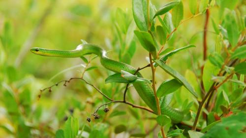 Smooth Green Snake. Image by Brennan Caverhil.