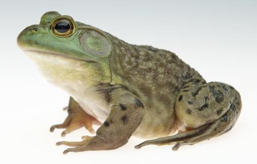 Bullfrog  Museum of Natural History