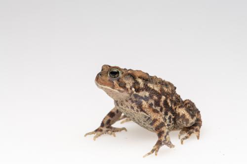  Eastern American toad.