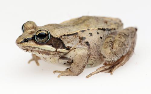 what do wood frogs eat