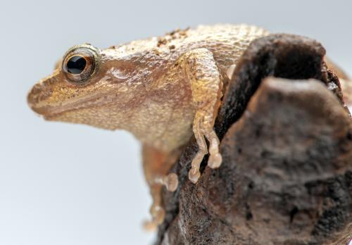 Northern spring peeper.