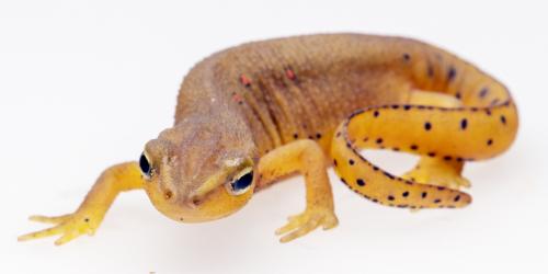 orange spotted salamander