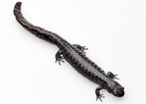 Blue-Spotted Salamander | Museum of Natural History