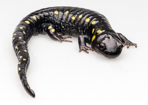YELLOW-SPOTTED SALAMANDER.