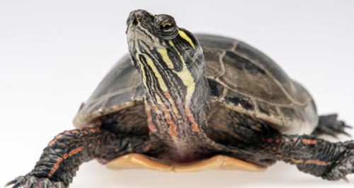 EASTERN PAINTED TURTLE.