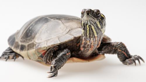 Eastern Painted Turtle.