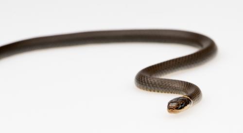 Northern Ring-Neck Snake.