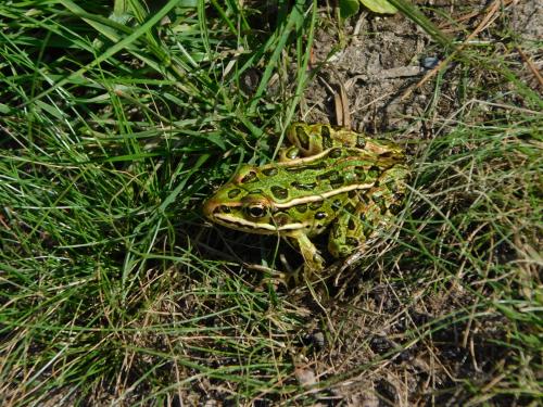 Ficheiro:Green-leopard-frog-in-swamp.jpg – Wikipédia, a