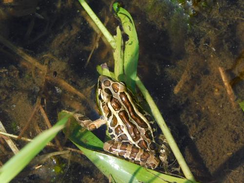 leopard frog vs pickerel frog