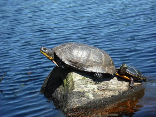 Blanding’s Turtle.