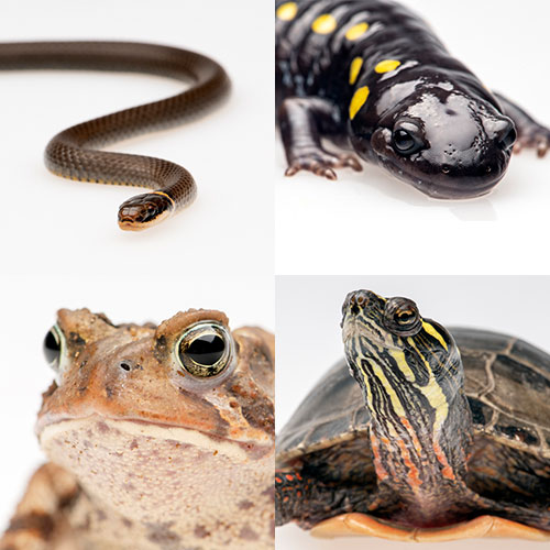 Four images of Reptiles and Amphibians. Ring neck snake. Yellow spotted salamander. Toad. Painted turtle.