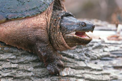 snapping turtle face