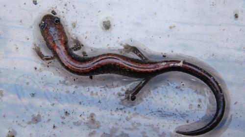 Red-Backed Salamander.