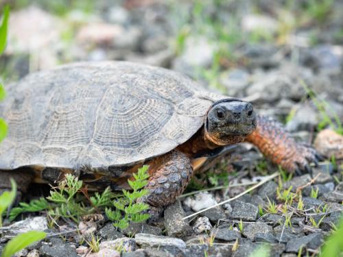 Wood turtle.