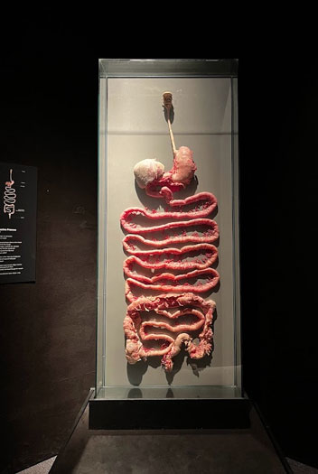Image of the human digestive system