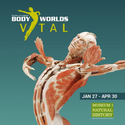 Graphic for Body worlds Vital