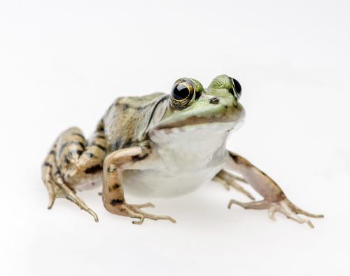 Frog reproduction