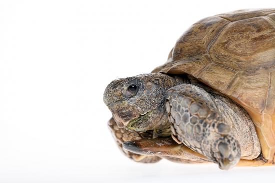 Gus the Gopher Tortoise