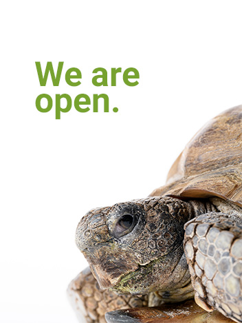 Gus the gopher tortoise, we are open graphic.