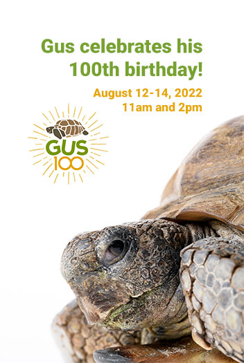 Graphic with text Gus celebrates his 100th birthday.