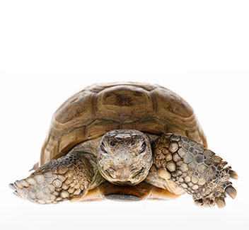 Gus the gopher tortoise,