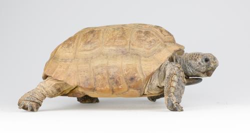 Gus the gopher tortoise.