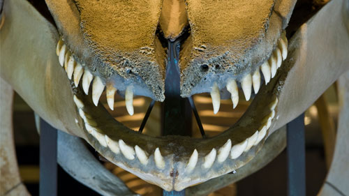 Whale Teeth