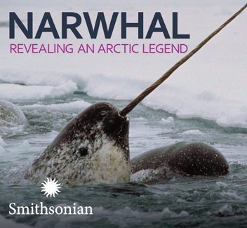 Narwhal: Revealing an Arctic Legend graphic.