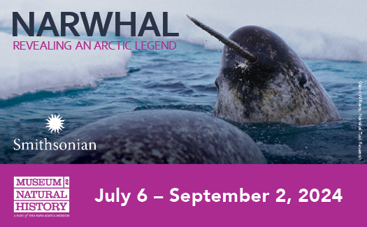 Narwhal exhibit graphic.