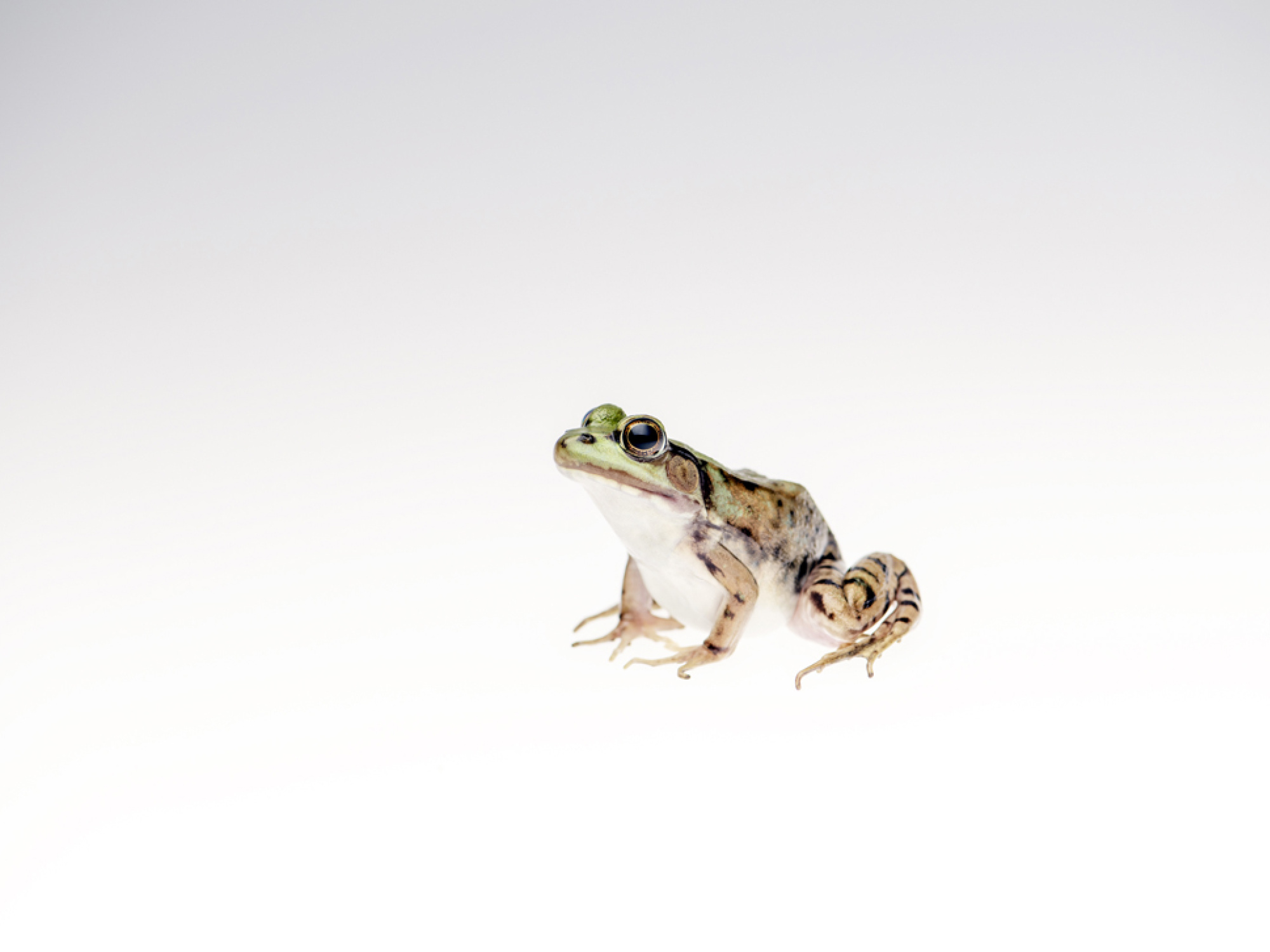 Green frog.