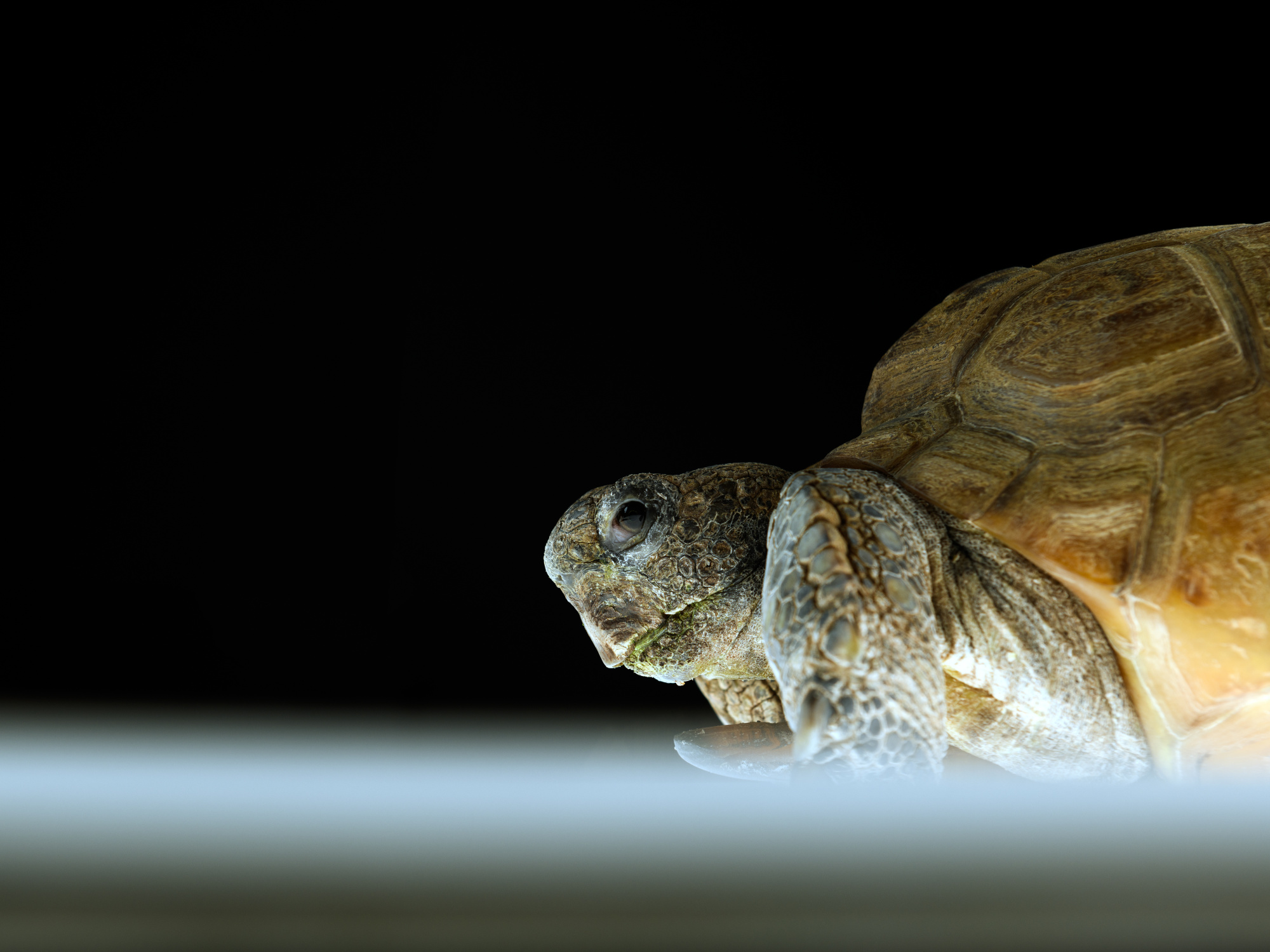Gus the gopher tortoise.