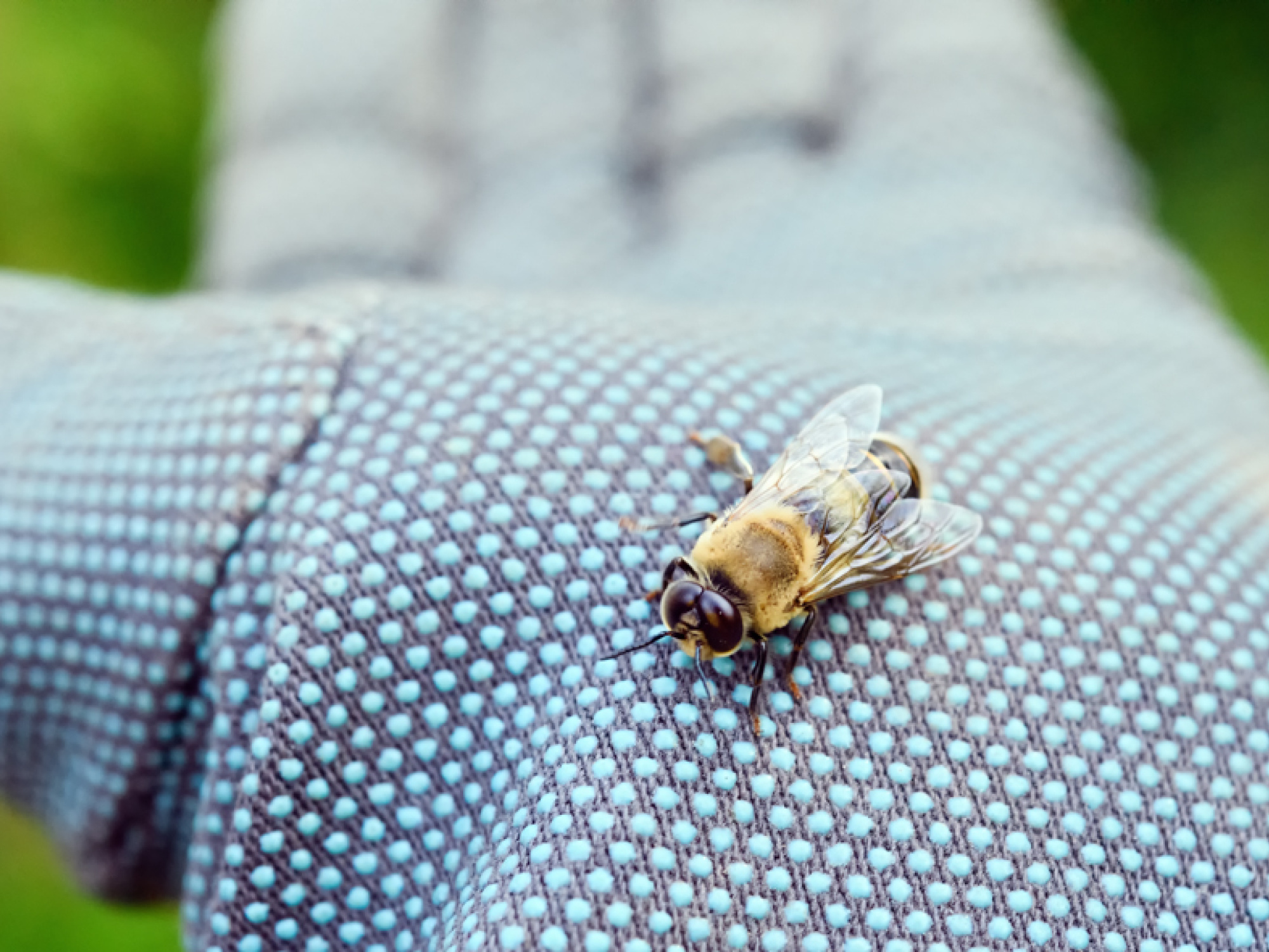Honey bee sitting in a gloved hand.