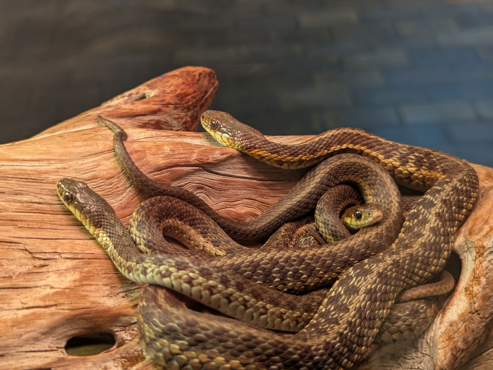 A cluster of Maritime Garter Snakes.