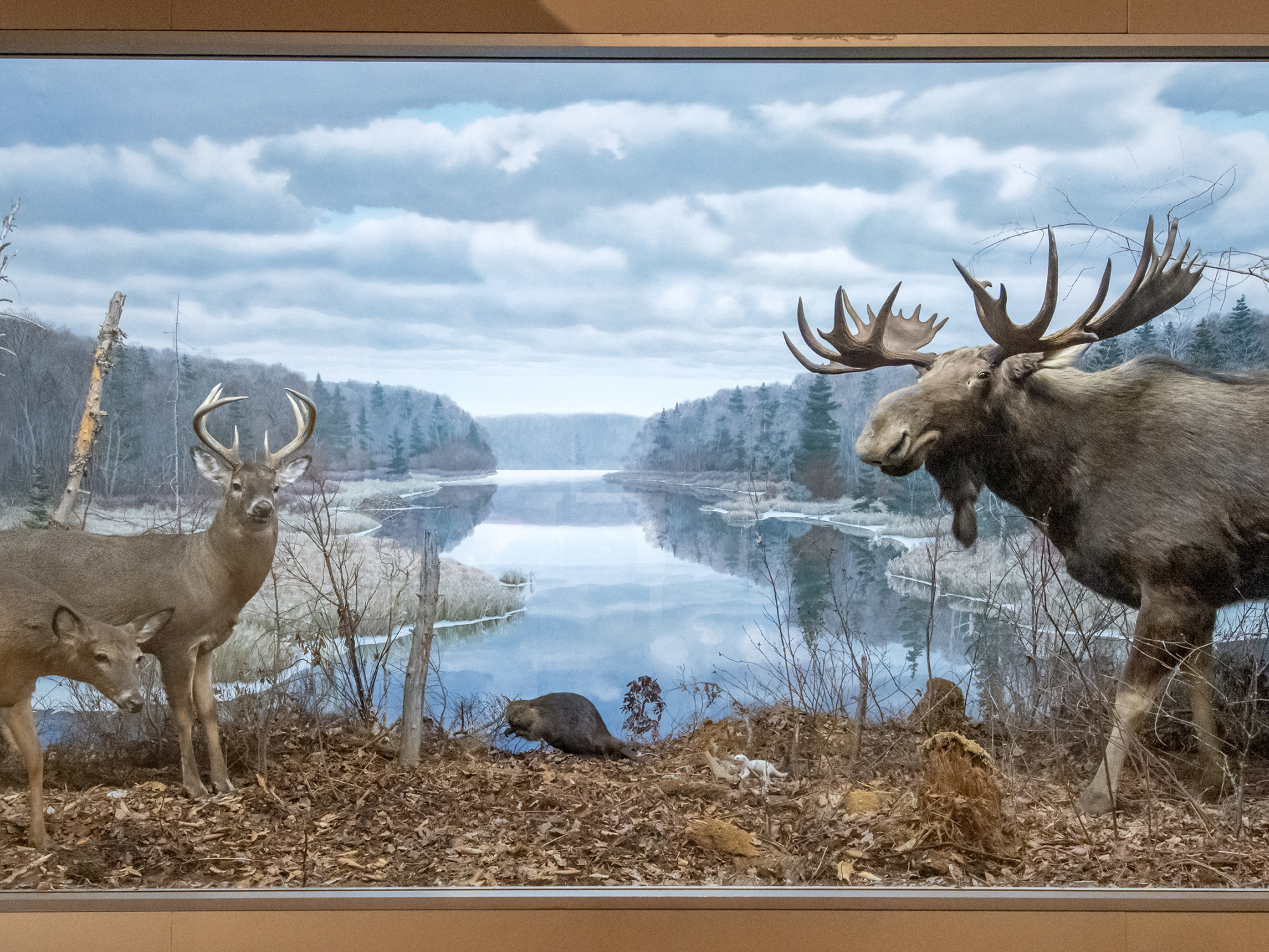 Moose and deer diorama.