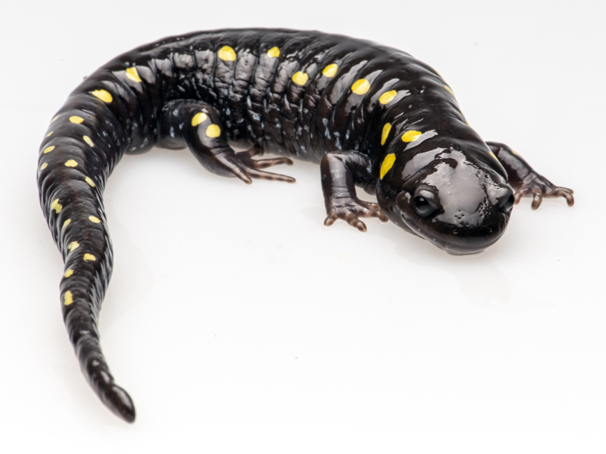 Yellow-spotted salamander