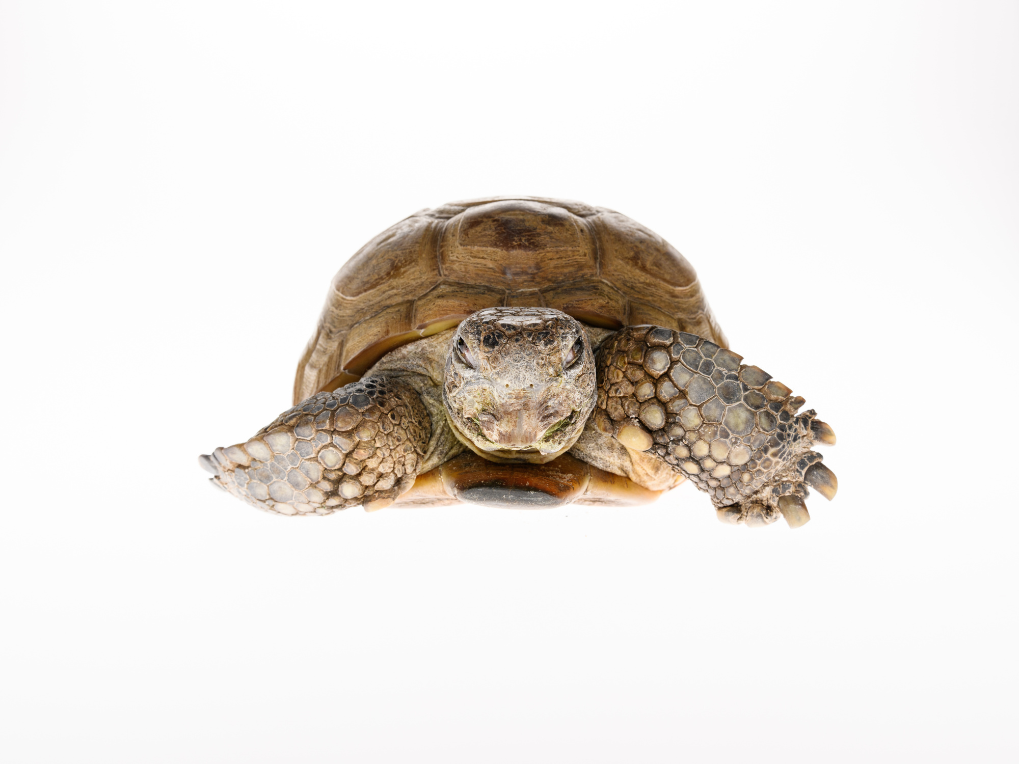 Gus the gopher tortoise.