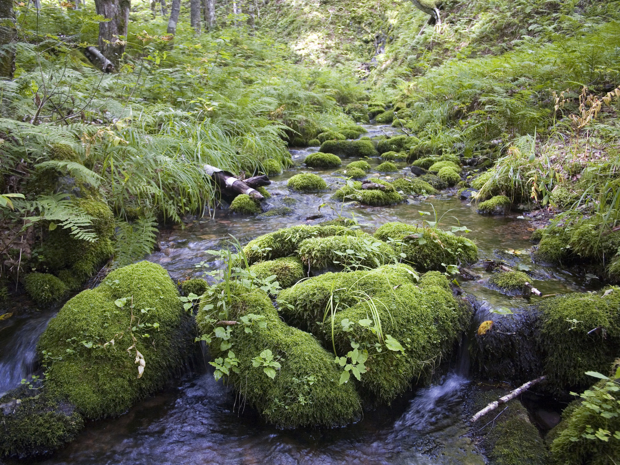  A small, shallow stream flows through a lush, green forest. Moss-covered rocks are scattered throughout the water, creating small trickles and ripples as the stream winds between them. 