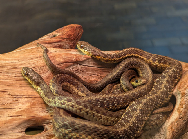 A cluster of Maritime Garter Snakes.