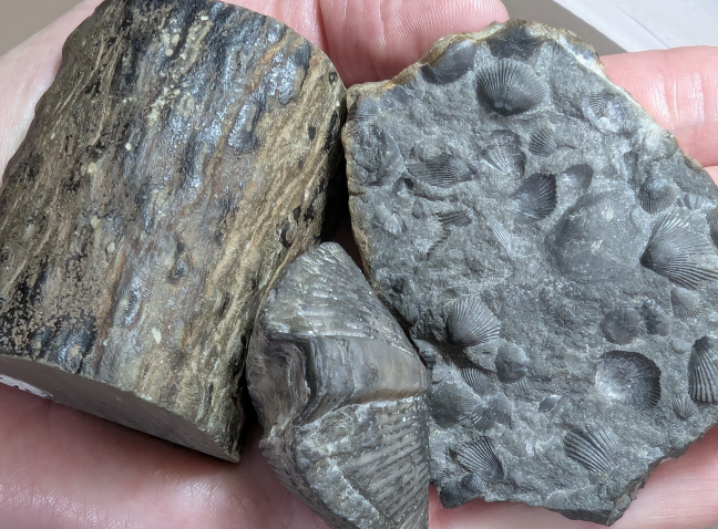 A human hand holding fossils.
