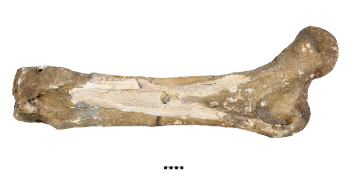 1834 Mastodon Femur
