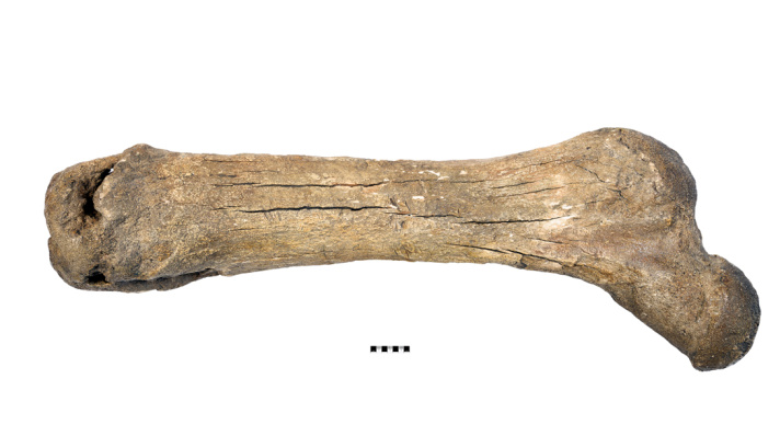 Mastodon femur