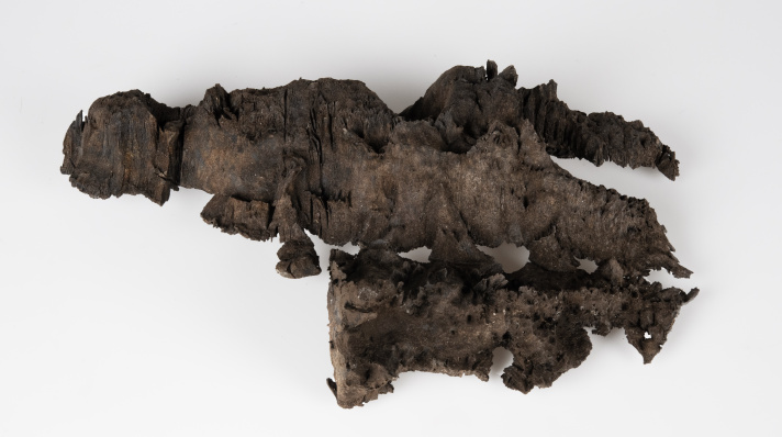 Dried pieces of right whale callosity from the NSM Zoology collection. The rounded divots are where cyamids were feeding on the skin.