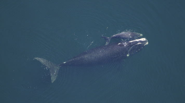 An aerial view of a North Atlantic right whale mom and calf 