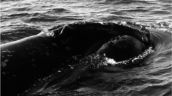 Male right whale NEA #2250 in the Bay of Fundy in September 1995