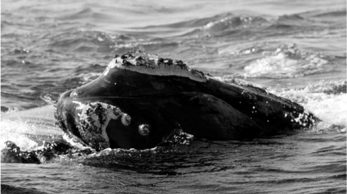Female right whale NEA #2450 in the Bay of Fundy in August 1996