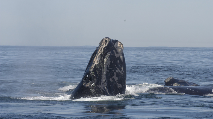 A North Atlantic right whale, catalog NEA #1162, with its head out of the water in the Bay of Fundy, Canada.