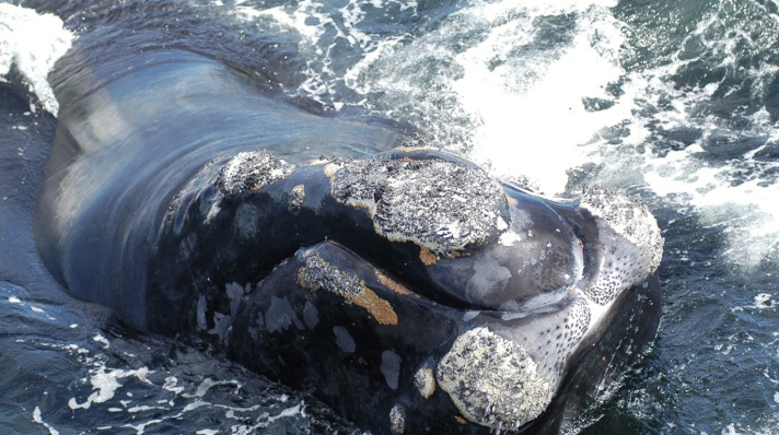 The head of a North Atlantic right whale. 